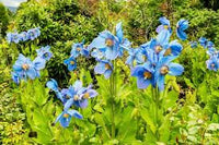 Lingholm Blumensamen zur Aussaat – Drought verträglich – Traditionssorte & ohne Gentechnik Samen Hausgarten