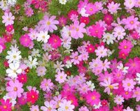 Cosmos Sensation Blumensamen zur Aussaat – hochwertige Qualitäts- – Traditionssorte & ohne Gentechnik Samen Hausgarten