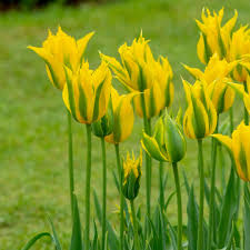 Grün Gelb Tulpe Blumensamen zur Aussaat Bestäuber freundlich Traditionssorte & ohne Gentechnik Samen Hausgarten