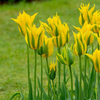 Grün Gelb Tulpe Blumensamen zur Aussaat Bestäuber freundlich Traditionssorte & ohne Gentechnik Samen Hausgarten