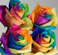 Gemischt Rose Rainbow Bonsai Samen zur Aussaat – pflegeleicht – Traditionssorte & ohne Gentechnik Samen Hausgarten