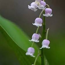 Weiß Lila Bell Orchidee Blumensamen zur Aussaat – Drought verträglich – Traditionssorte & ohne Gentechnik Samen Hausgarten