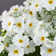 Weiß Primel Malacoides Blumensamen zur Aussaat saisonal Dauerblüher Traditionssorte & ohne Gentechnik Samen Hausgarten