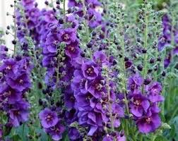 Lila Mullein Blumensamen zur Aussaat – Bestäuber freundlich – Traditionssorte & ohne Gentechnik Samen Hausgarten