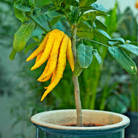 Buddha's Hand Blumensamen zur Aussaat – Anzucht – Traditionssorte & ohne Gentechnik Samen Hausgarten