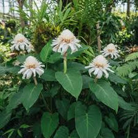 Weiß Etlingera Elatior Blumensamen zur Aussaat Anzucht Traditionssorte & ohne Gentechnik Samen Hausgarten