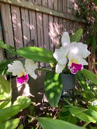 Weiß Rosa Cattleya Hybrida Blumensamen zur Aussaat – lang Blüte Saison – Traditionssorte & ohne Gentechnik Samen Hausgarten