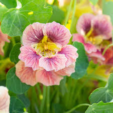 zart Rosa Kapuzinerkresse Blumensamen zur Aussaat Halbschatten verträglich Traditionssorte & ohne Gentechnik Samen Hausgarten