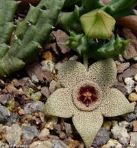 Stapelia Pulchella Succulent Blumensamen zur Aussaat – robust Sorte – Traditionssorte & ohne Gentechnik Samen Hausgarten