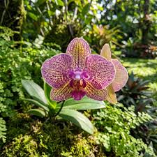 Schmetterlingsorchidee Orchidee Blumensamen zur Aussaat hochwertige Qualitäts- Traditionssorte & ohne Gentechnik Samen Hausgarten