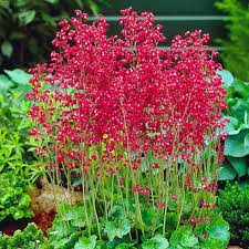 Coral Bells Heuchera Blumensamen zur Aussaat – Wildblume Mischung – Traditionssorte & ohne Gentechnik Samen Hausgarten