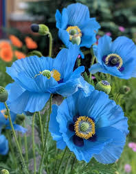 Meconopsis Blumensamen zur Aussaat – Schnitt Blume beliebt – Traditionssorte & ohne Gentechnik Samen Hausgarten
