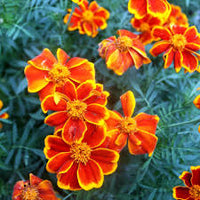 Studentenblume Rot Marietta Blume Samen zur Aussaat – leuchtend Garten Blüten farbenfroh Landscapes