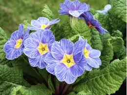 Primel Acaulis Blumensamen zur Aussaat leuchtend Traditionssorte & ohne Gentechnik Samen Hausgarten