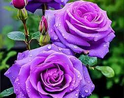 Violett selten Rose Blumensamen zur Aussaat lang Blüte Saison Traditionssorte & ohne Gentechnik Samen Hausgarten