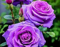 Violett selten Rose Blumensamen zur Aussaat lang Blüte Saison Traditionssorte & ohne Gentechnik Samen Hausgarten