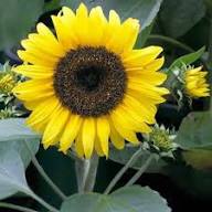 Sonnenblume Sunspot Samen