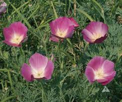 Violett Eschscholtzia Blumensamen Anzucht Traditionssorte & ohne Gentechnik Samen Hausgarten