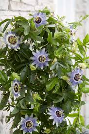 Passiflora Blumensamen zur Aussaat farbenfroh Schau Traditionssorte & ohne Gentechnik Samen Hausgarten