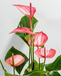 Rot Weiß Flamingoblume Blumensamen zur Aussaat Anzucht Traditionssorte & ohne Gentechnik Samen Hausgarten