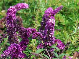 Creme Sommerflieder Blumensamen zur Aussaat – Anzucht – Traditionssorte & ohne Gentechnik Samen Hausgarten