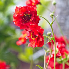 Rot Bradshaw Blumensamen zur Aussaat – Anzucht – Traditionssorte & ohne Gentechnik Samen Hausgarten