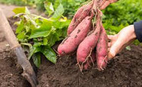 Orange süße potato samen für aussaat - gemüse garten starter samen