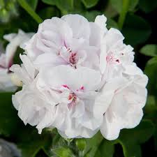 Weiß Pelargonium Blumensamen zur Aussaat – Landhaus Garten wichtig – Traditionssorte & ohne Gentechnik Samen Hausgarten