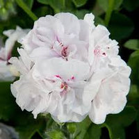Weiß Pelargonium Blumensamen zur Aussaat – Landhaus Garten wichtig – Traditionssorte & ohne Gentechnik Samen Hausgarten