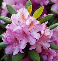 klein Rosa Weeping Forsythia Blumensamen zur Aussaat – sonnenliebend – Traditionssorte & ohne Gentechnik Samen Hausgarten