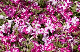 Petunie Carpet Rose Star Samen Spreading Rose-Star Petunias