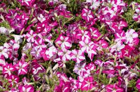 Petunie Carpet Rose Star Samen Spreading Rose-Star Petunias