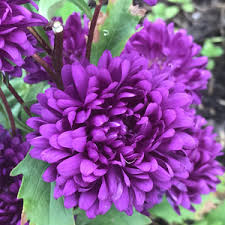dunkel Lila China Aster Blumensamen zur Aussaat Halbschatten verträglich Traditionssorte & ohne Gentechnik Samen Hausgarten
