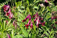Lila Vetch Blumensamen zur Aussaat – ideal Rabatten – Traditionssorte & ohne Gentechnik Samen Hausgarten