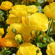 Gelb Ranunculus Blumensamen Garten Landhaus Garten wichtig Traditionssorte & ohne Gentechnik Samen Hausgarten