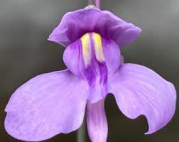 Violett Utricularia Blumensamen zur Aussaat – Wildblume Mischung – Traditionssorte & ohne Gentechnik Samen Hausgarten