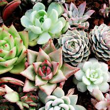 Lithops Succulent Blumensamen zur Aussaat – sonnenliebend – Traditionssorte & ohne Gentechnik Samen Hausgarten