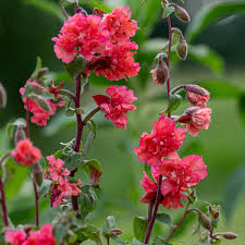 elegant Clarkia Blumensamen zur Aussaat – Wildblume Mischung – Traditionssorte & ohne Gentechnik Samen Hausgarten
