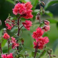 elegant Clarkia Blumensamen zur Aussaat – Wildblume Mischung – Traditionssorte & ohne Gentechnik Samen Hausgarten