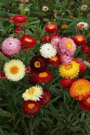 Helichrysum Bracteatum Blumensamen zur Aussaat – farbenfroh Schau – Traditionssorte & ohne Gentechnik Samen Hausgarten