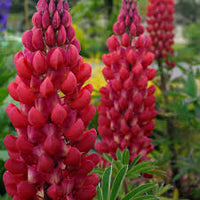 Rot Lupin Blumensamen zur Aussaat – Drought verträglich – Traditionssorte & ohne Gentechnik Samen Hausgarten