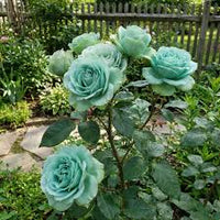 Sea Grün Rose Blumensamen zur Aussaat – Drought verträglich – Traditionssorte & ohne Gentechnik Samen Hausgarten