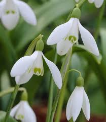 Weiß Galanthus Blumensamen zur Aussaat Garten beliebt Traditionssorte & ohne Gentechnik Samen Hausgarten
