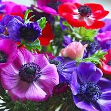 Gemischt Anemone Pulsatilla Blumensamen zur Aussaat Anzucht Traditionssorte & ohne Gentechnik Samen Hausgarten