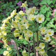 Grün Weiß Schlüsselblume Blumensamen zur Aussaat – ideal Rabatten – Traditionssorte & ohne Gentechnik Samen Hausgarten