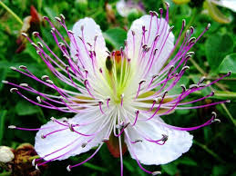 Capparis Blumensamen zur Aussaat – Bestäuber freundlich – Traditionssorte & ohne Gentechnik Samen Hausgarten
