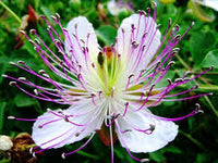 Capparis Blumensamen zur Aussaat – Bestäuber freundlich – Traditionssorte & ohne Gentechnik Samen Hausgarten