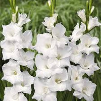 Weiß Gladiole Blumensamen Wildblume Mischung Traditionssorte & ohne Gentechnik Samen Hausgarten