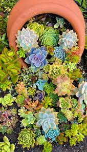 Gelb Grün Succulent Blumensamen zur Aussaat Drought verträglich Traditionssorte & ohne Gentechnik Samen Hausgarten