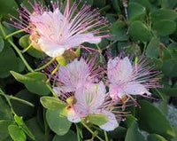 Capparis Blumensamen zur Aussaat – Bestäuber freundlich – Traditionssorte & ohne Gentechnik Samen Hausgarten